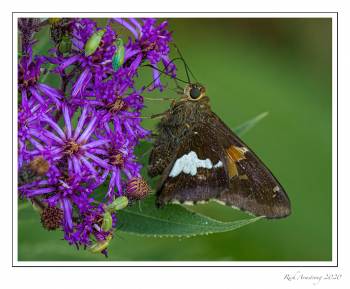 silver-spotted-skipper-copy.jpg