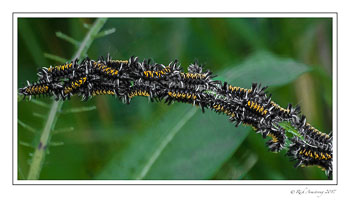 tussock-moth-caterpillars.jpg