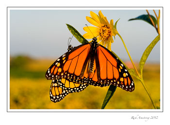 twin-monarchs-1-frm.jpg