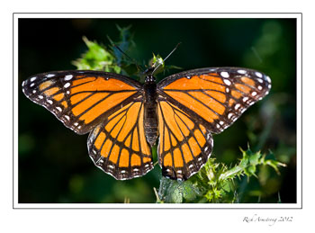 viceroy-1-frm.jpg