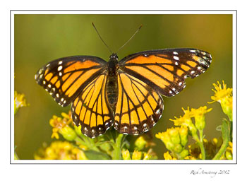 viceroy-2-frm.jpg