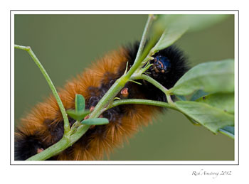 wooly-bear1-frm.jpg