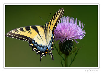 yellow-tiger-swallowtail-copy.jpg