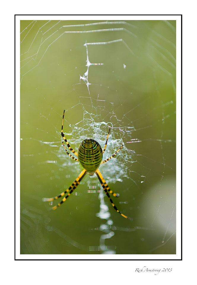 Banded-garden-spider-1-frm.jpg