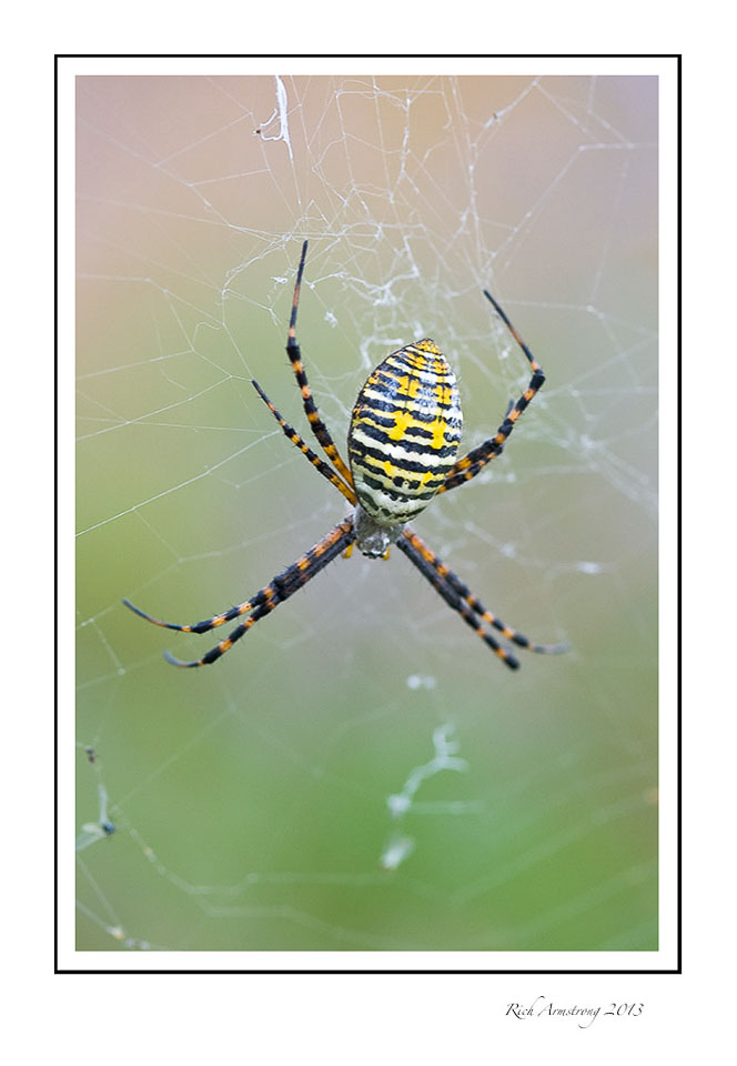 banded-garden-spider-5-frm.jpg