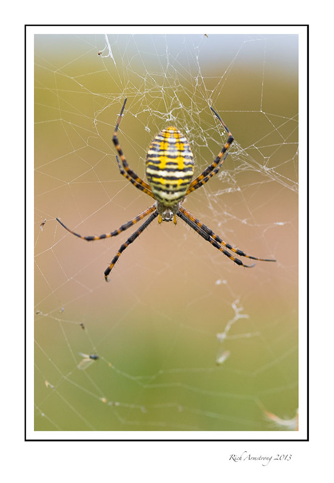 banded-garden-spider-6-frm.jpg