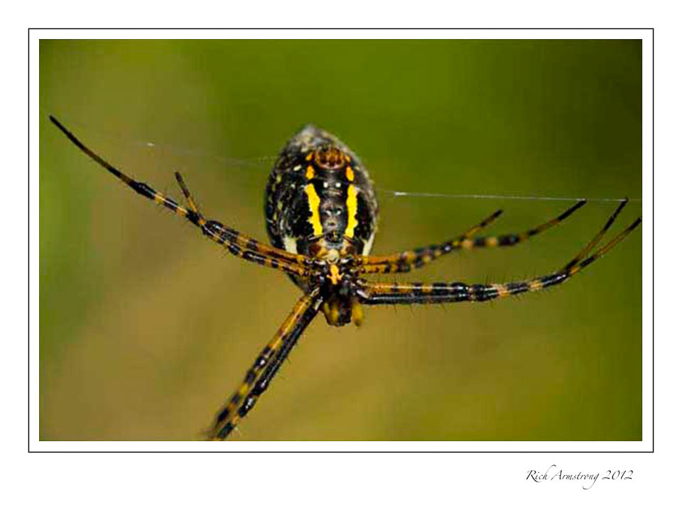 spider-1-frm.jpg