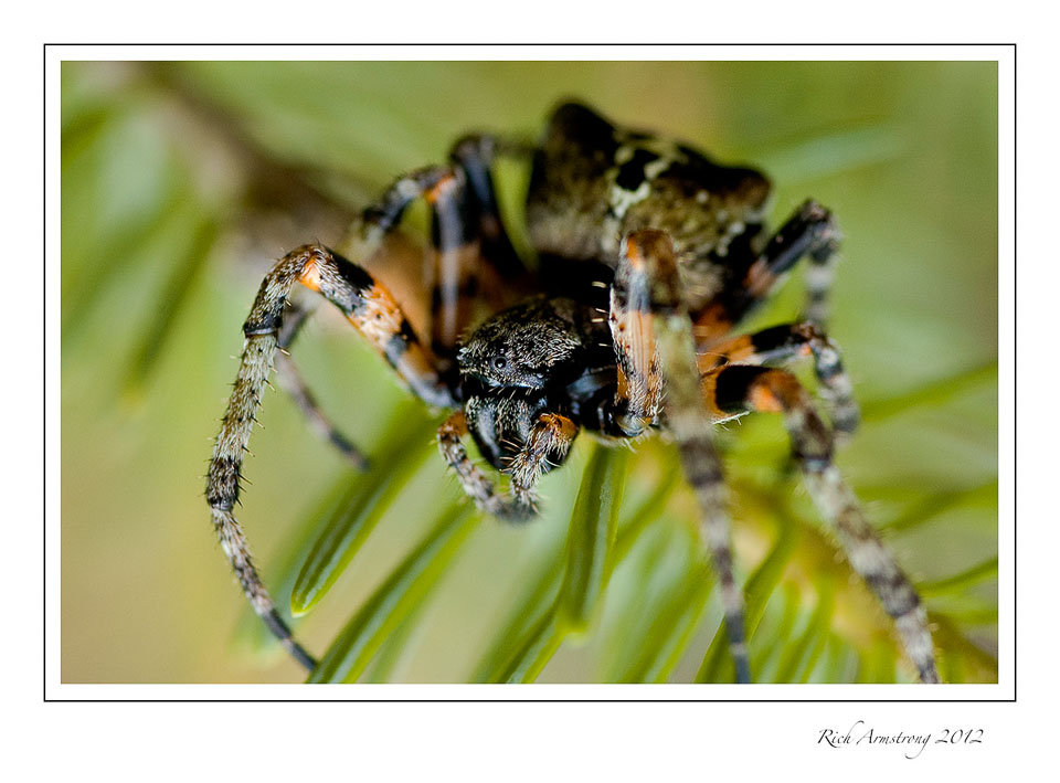 spider-Ely---12-frm.jpg