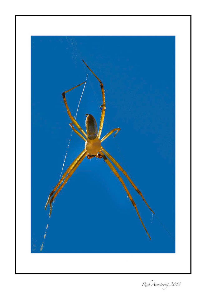 spider-backlit-1-frm.jpg
