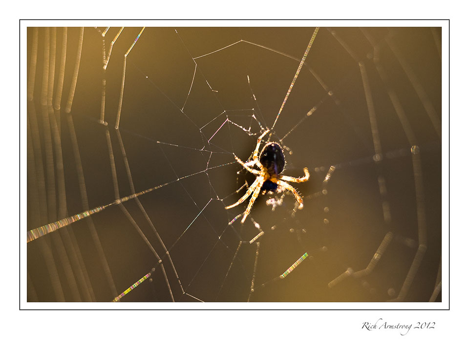 spider-in-web-2-frm.jpg
