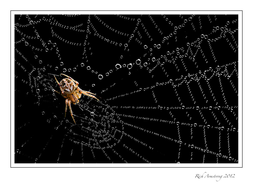 spider-on-web-frm.jpg