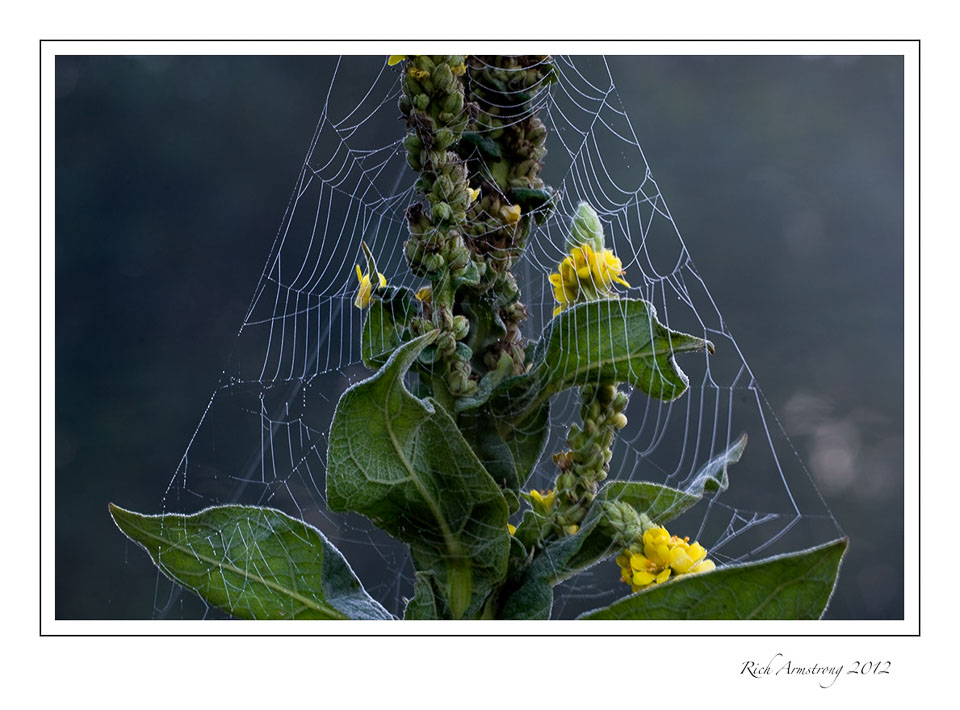 spider-web-3-frm.jpg
