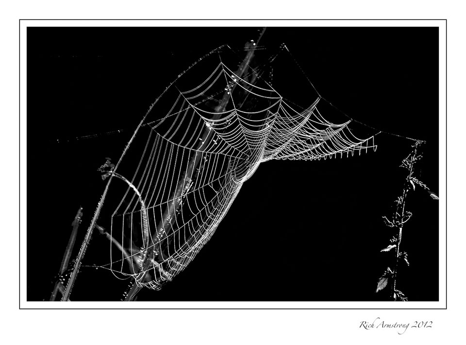spider-web-5-frm.jpg
