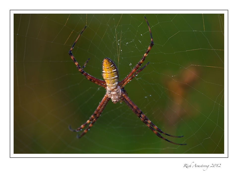 spider1-frm.jpg