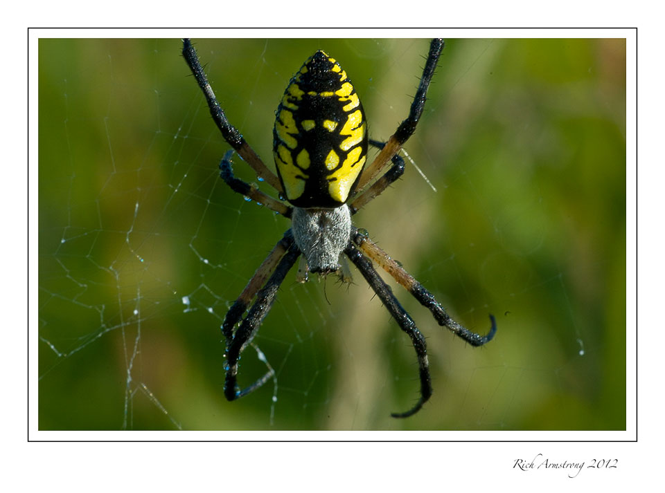 yellow-spider-1-frm.jpg