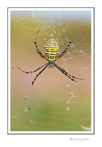banded-garden-spider-6-frm.jpg