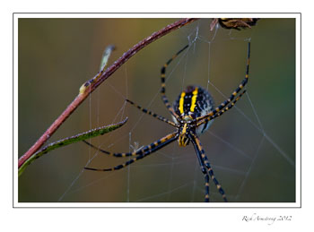 banded-garden-spider-frm.jpg