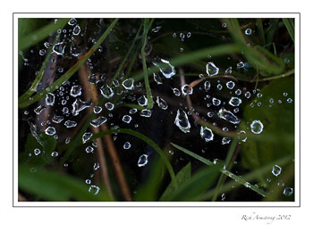 dew-on-web-frm.jpg