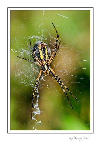 orb-spider-2.jpg