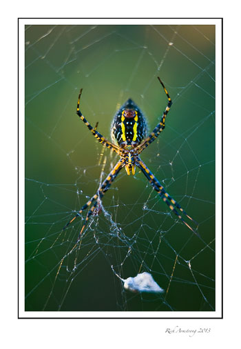 orb-weaver-1a-frm.jpg