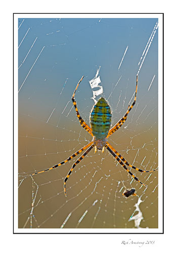 spider-2-frm.jpg
