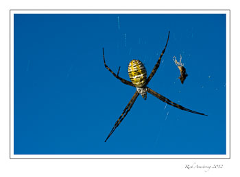 spider-4-frm.jpg