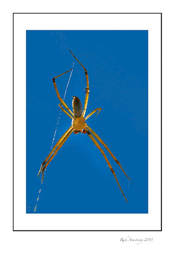 spider-backlit-1-frm.jpg