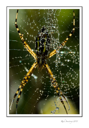 spider-dew-on-web-1-frm.jpg