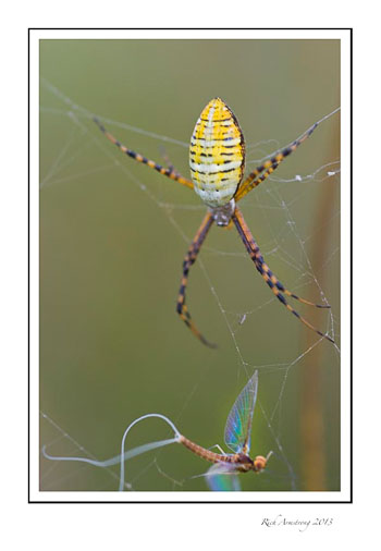 spider-fly-frm_.jpg