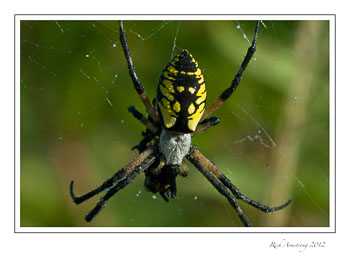 spider-n-fly-frm.jpg
