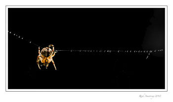 spider-on-a-web-strand-frm.jpg