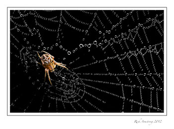 spider-on-web-frm.jpg