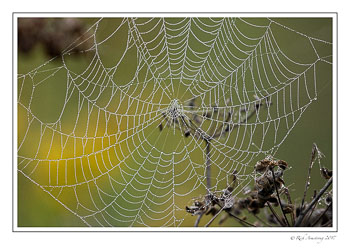 spider-web-and-dew-1-copy.jpg