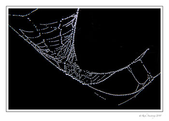 spider-web-n-dew-1-copy-2.jpg