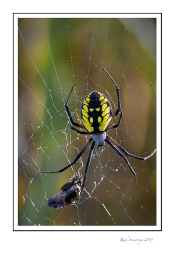 spider-yellow-3-frm.jpg
