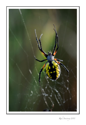 spider-yellow-4-frm.jpg