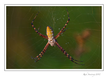 spider1-frm.jpg