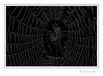 web-dew-2-b-w-frm.jpg