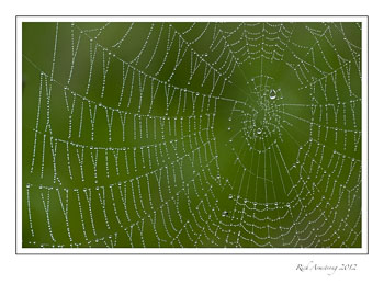web-dew-2-frm.jpg