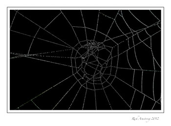 web-dew-4-b-w-frm.jpg