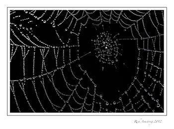 web-dew-5-frm.jpg
