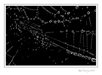 web-dew-9-frm.jpg