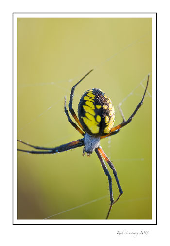 yellow-n-blk-spider-frm.jpg