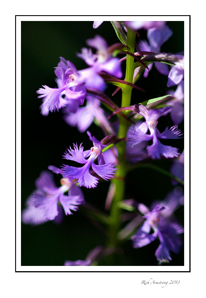 Purple-Fringed-Orchid-Ely-----01-frm.jpg