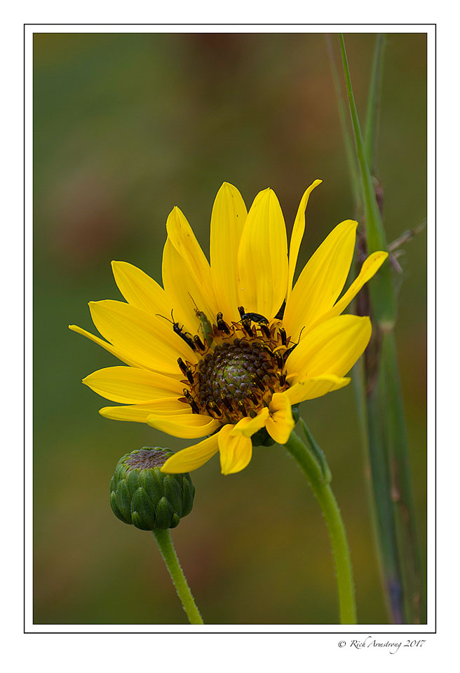 Yellow-flower-1a-copy.jpg