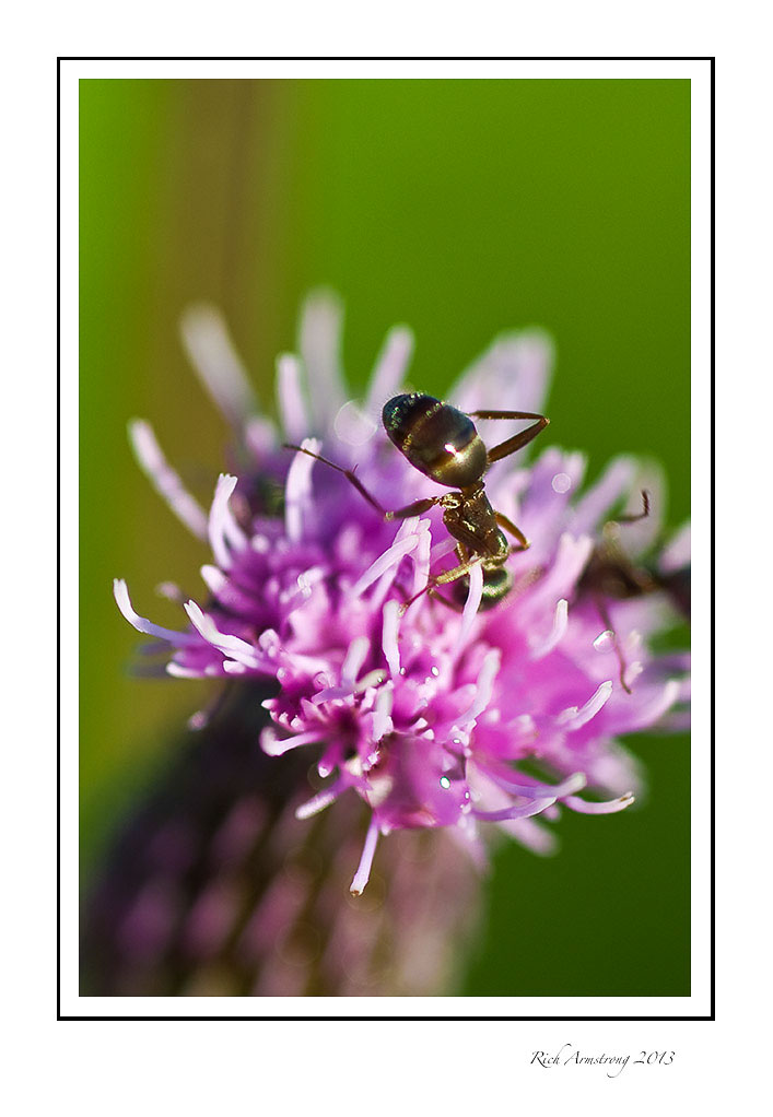 ant-on-purple-frm.jpg