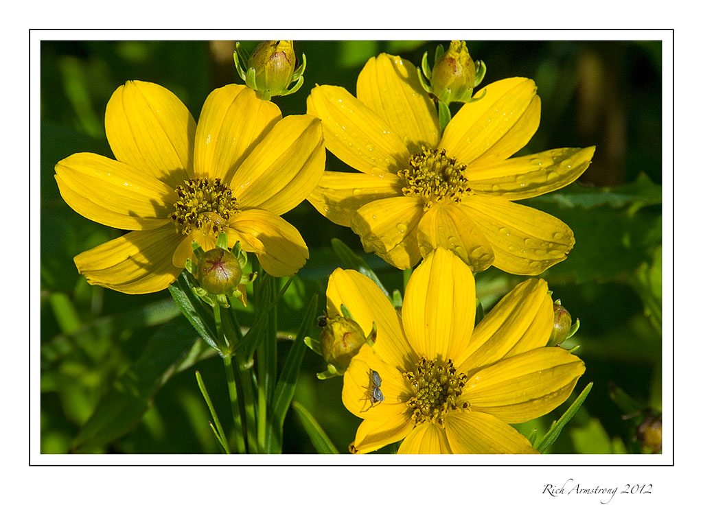coreopsis-3-frm.jpg