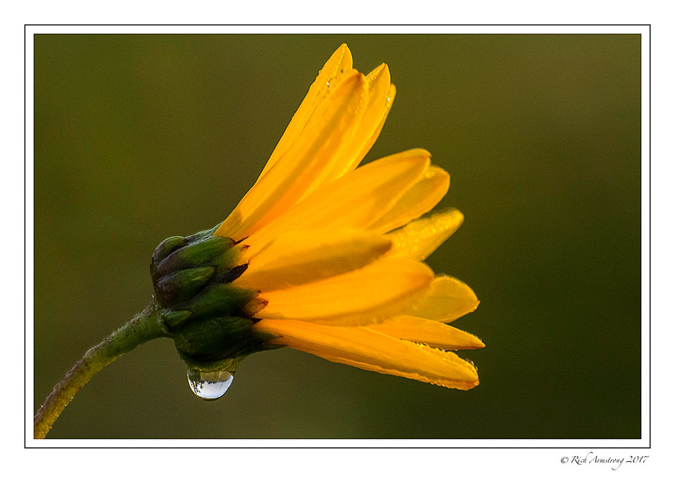 dew-on-yellow-flower-1-copy.jpg