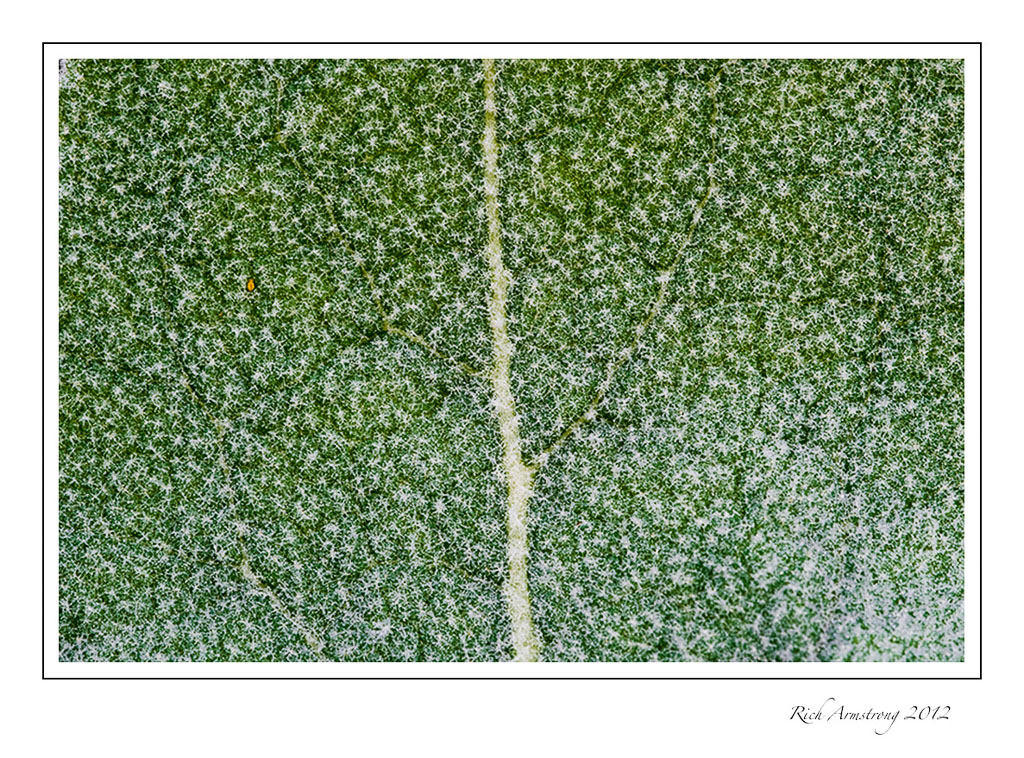 dewy-leaf-frm-frm.jpg