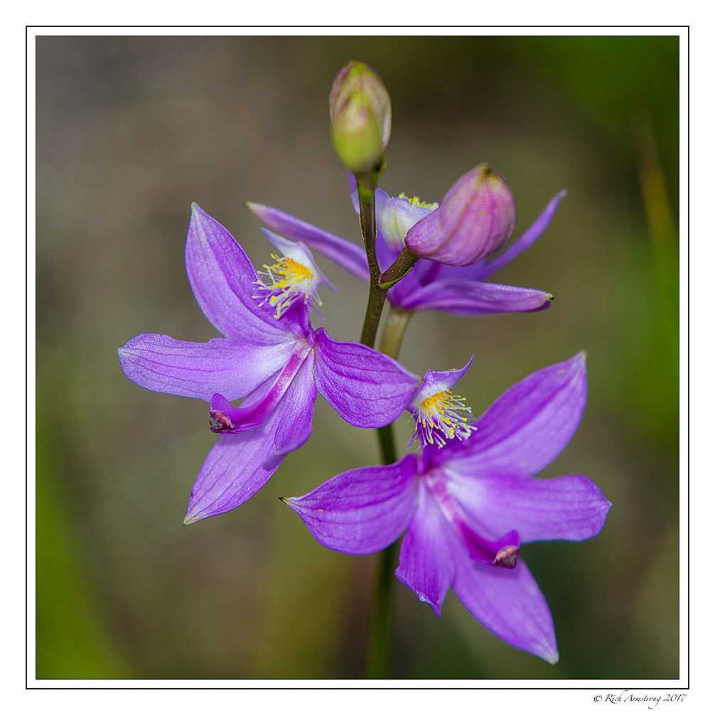 grass-pink-orchid-2-copy.jpg